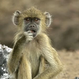 Yellow Baboon - sitting in ash of fire. South Langwa valley - Zambia - Africa