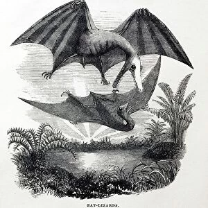 1857 Gosse pterodactyle Bat-Lizards