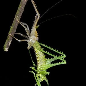 Bush cricket shedding its skin C016 / 7741