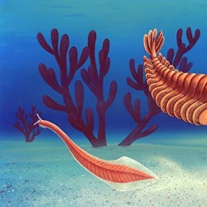 Cambrian animals, artwork