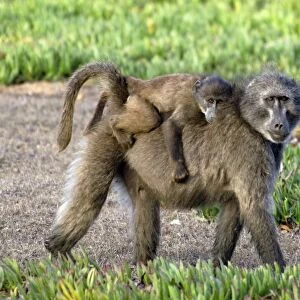 Chacma baboon mother and young