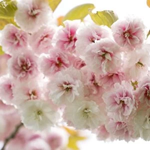 Cherry blossom (Cerasus sp. )