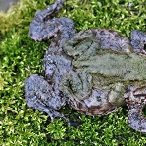 Common toads breeding C017 / 7176