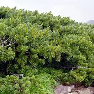 Dwarf siberian pine (Pinus pumila)