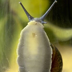 Garden snail climbing on glass