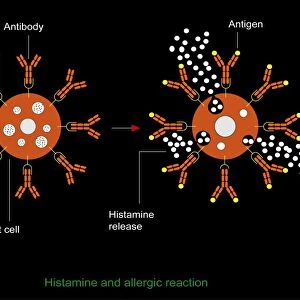 Histamine allergic reaction, diagram