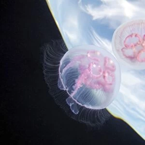 Moon jellyfish C015 / 7674