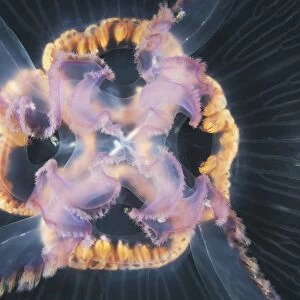 Moon jellyfish C015 / 7675
