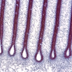 Mushroom gills, light micrograph