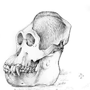 Orangutan skull, artwork C016 / 5549