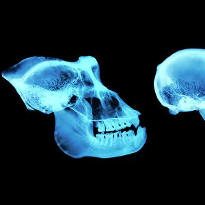 Primate skulls