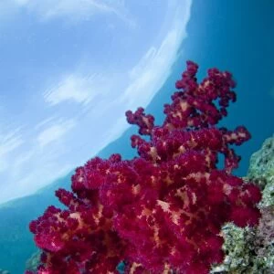 Red soft coral in Indonesia