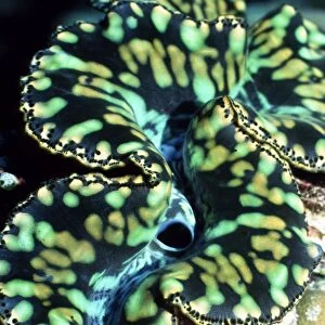 Small giant clam