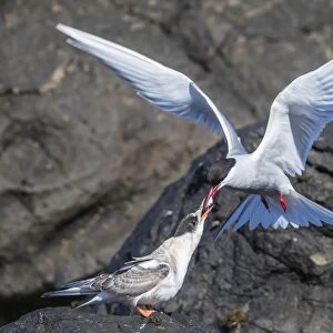 Adult Arctic tern (Sterna paradisaea) returning from the sea with fish for its chick