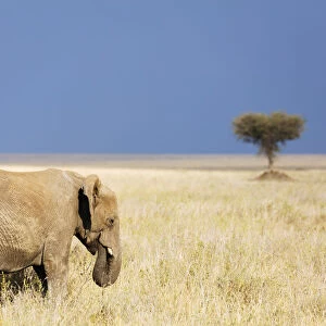 African elephant (Loxodonta africana), Serengeti National Park, UNESCO World Heritage Site