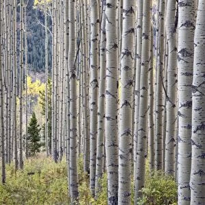 Aspen grove with early fall colors