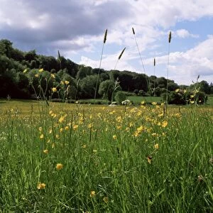 Buttercup field and Selbourne Hanger, Selbourne, Alton, Hampshire, England
