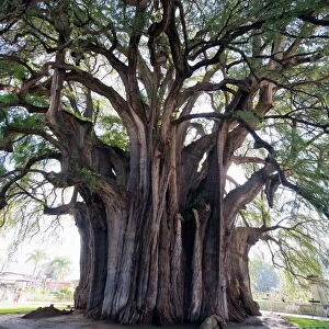 El Tule tree, the worlds largest tree by circumference, Oaxaca state, Mexico
