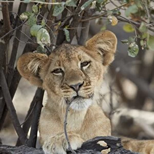 Lion (Panthera leo) cub playing with a branch, Selous Game Reserve, Tanzania, East Africa