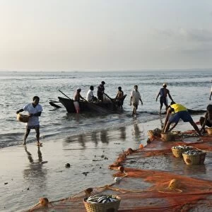 Local fishermen landing catch, Benaulim, Goa, India, Asia