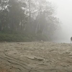 Mahout and elephant in early morning mist