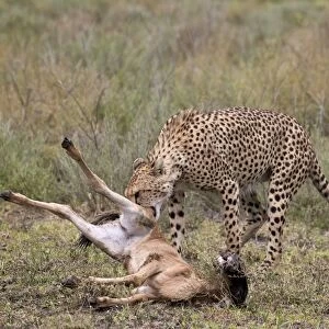 Male cheetah (Acinonyx jubatus) killing a newborn blue wildebeest (brindled gnu)