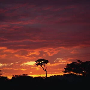Silhouette of African trees at sunrise, Uganda, East Africa, Africa