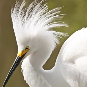 Snowy egret (Egretta thula), Everglades, Florida, United States of America, North America