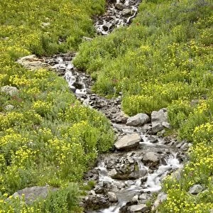 Stream through golden aster (Chrysopsis villosa) and other wildflowers