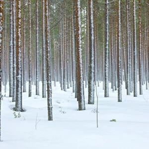 Tree trunks in the snowy woods Alaniemi, Rovaniemi, Lapland region, Finland, Europe