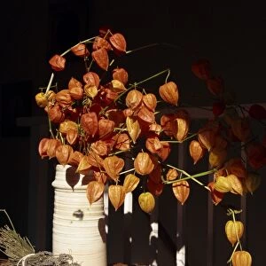 Vase of orange-red Chinese lanterns (physalis alkekengi), with a bunch of dried French lavender