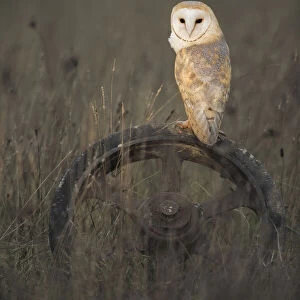 Barn Owl (Tyto alba), (C), Hampshire, England, UK