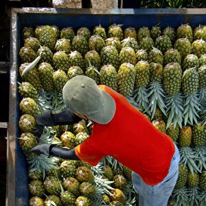 Costa Rica, La Virgen de Sarapiqui, Pineapple Plantation, Loading And Organizing Picked