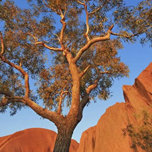 Eucalyptus tree at Ayers Rock - Australia, Northern Territory