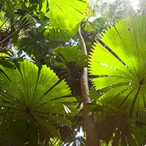 Fan Palm in the Daintree Rainforest, North Queensland, Australia