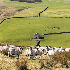 A flock of sheep and barn near Arncliffe, Yorkshire Dales National Park, North Yorkshire