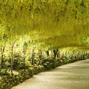 Yellow Garden