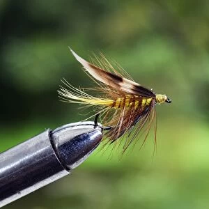 UK. A trout fishing wet fly known as an Invicta secured in a fly-tying vice