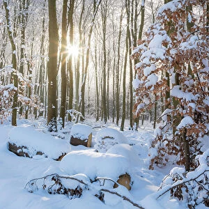Winter sun in the snowy forest in the Rheingau-Taunus Nature Park near Engenhahn, Niedernhausen, Hesse, Germany