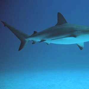 Caribbean reef shark (Carcharhinus perezi). Freeport, Bahamas (Caribbean) (rr)