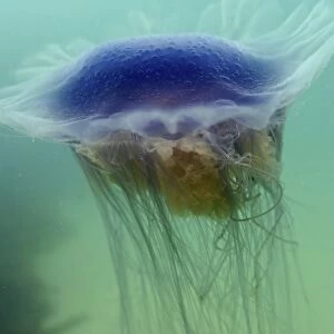 Jellyfish (Cyanea lamarckii). UK (RR)