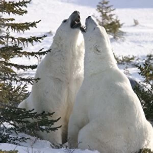 Male Polar Bears, Ursus maritimus, beginning to engage in ritualistic mock fighting (serious injuries are rare), near Churchill, northern Manitoba, Hudson Bay, Canada