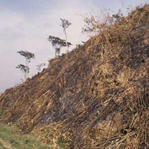 BANGLADESH, Sirmangal Slash and burn deforestation of hillside