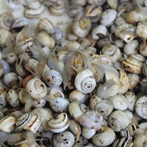 Italy, Veneto, Treviso, fish market, snails for sale