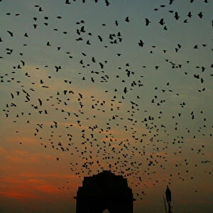 Birds fly near New Delhis India Gate at dusk