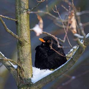 A blackbird rests on a tree as the air temperature drops to about minus 12 degrees