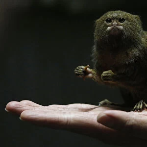 Hong Kong Ocean Park worker poses with a pygmy marmoset, the worlds smallest monkey