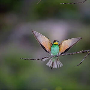Bee Eaters Related Images