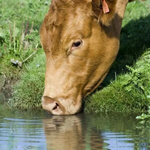 Cow drinking from drainage ditch on grazing marsh Cley North Norfolk