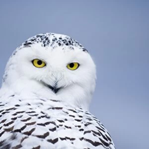 Snowy Owl Nyctea scandiaca C